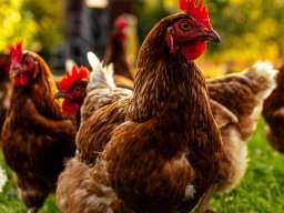 Fotowalk Pfarrwerfen - Bahnhof Werfen